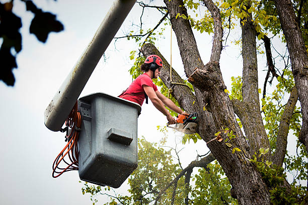 How Our Tree Care Process Works  in  Mead, CO